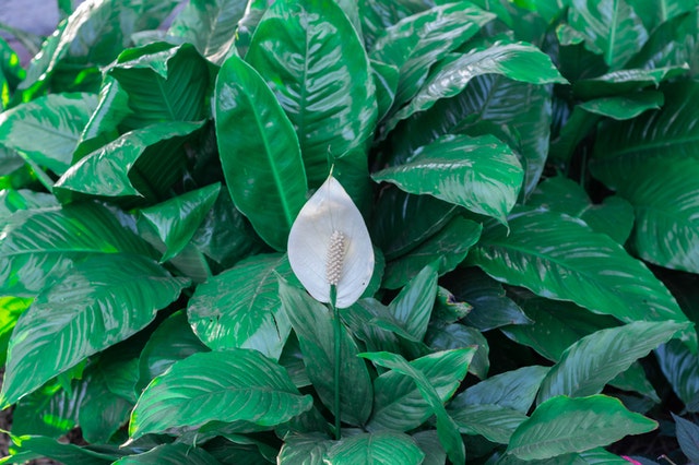  Peace Lily plant