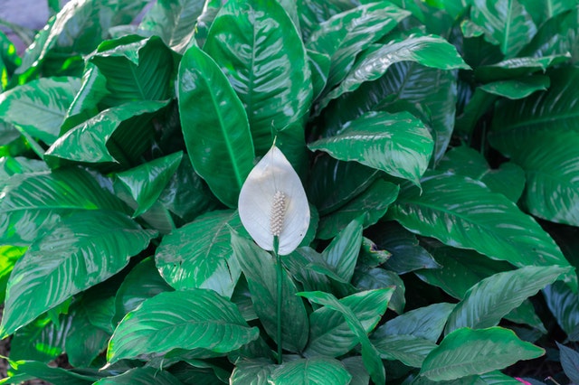 Peace Lily plant