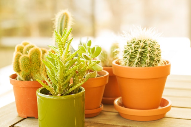 Variety of green cactus in clay pots.